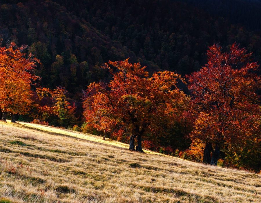 birch forest in sunny afternoon while autumn season.
