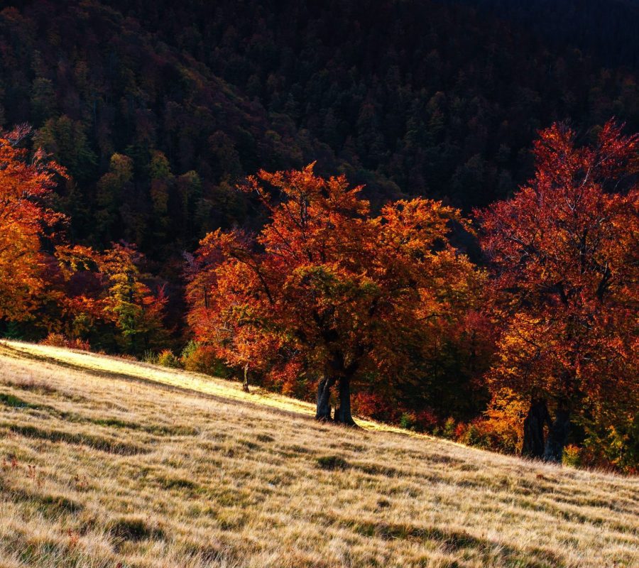 birch forest in sunny afternoon while autumn season.